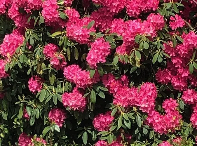 Casa vacanze La Besnerais Saint-Laurent-de-Terregatte